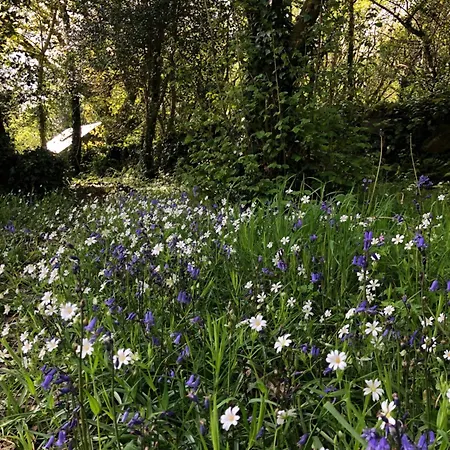 Forest Retreat * Sligo