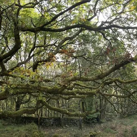 Holiday home Forest Retreat *