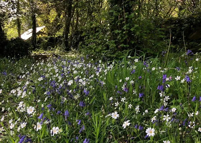 Forest Retreat * Sligo