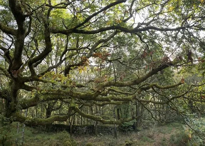 Ferienhaus Forest Retreat *